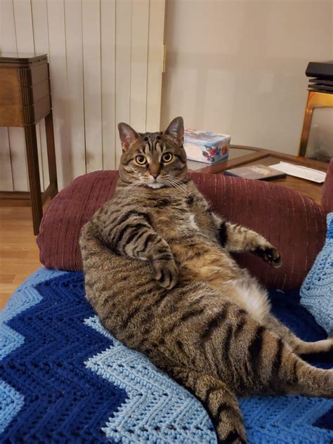 2475 Best Chonky Images On Pholder Chonkers Absolute Units And Aww