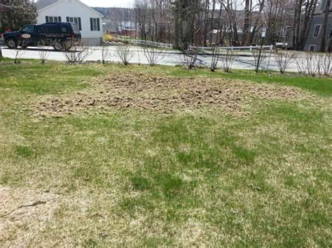 Spring Grub Damage What Should I Do Green Thumb Lawn Service