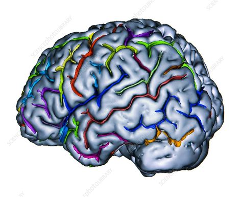 Advanced Mri Brain Scan Stock Image P3320515 Science Photo Library