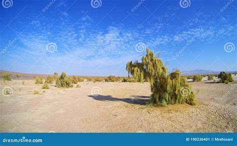 Landscape Of Desert And Blue Sky With Haloxylon Or Saxaul Trees Stock
