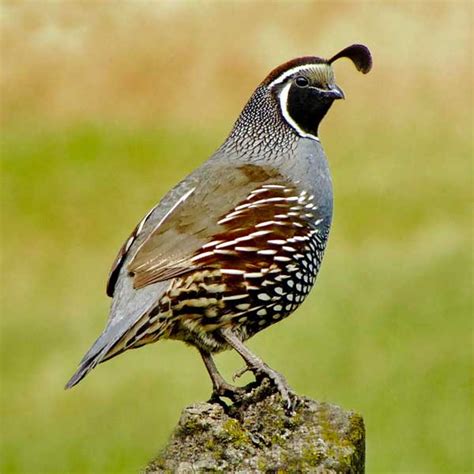 California Quail Third Grade Study Guide Marin Audubon Society