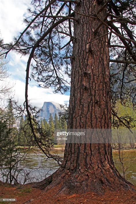 Ponderosa Pine Also Called Bull Pine Blackjack Pine Or Western