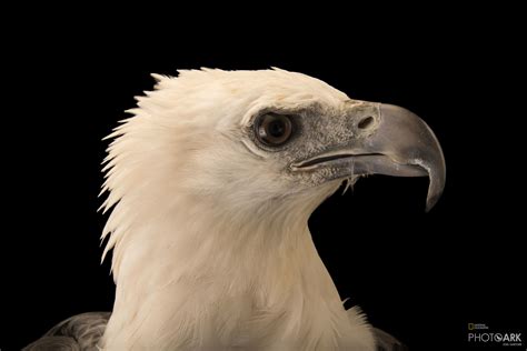 Photo Ark Home White Bellied Sea Eagle National Geographic Society