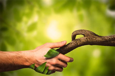Nature Manipulation Handshaking With Nature Human Hand Nature Forest