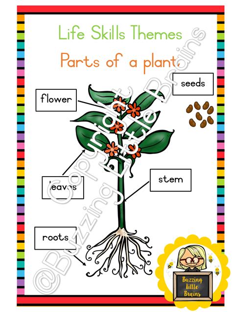 Life Skills Themes Parts Of A Plant Teacha