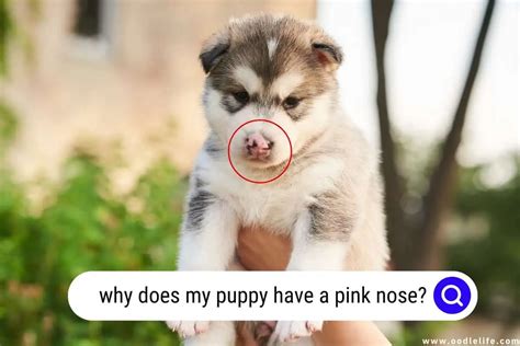7 Mesmerizing Reasons A Puppy May Have A Pink Nose Oodle Life