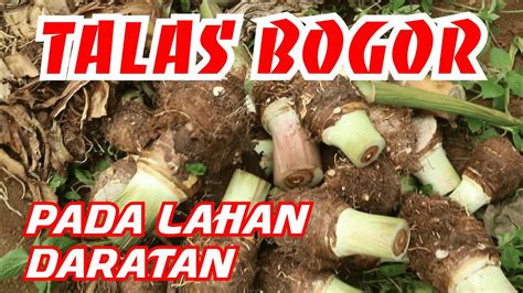 Talas Bogor Pada Lahan Daratan Youtube