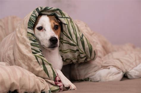 Premium Photo Dog Seen Laying Under Blankets