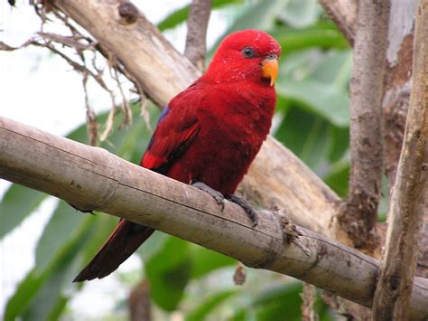 Red Lory Facts Care As Pets Pictures