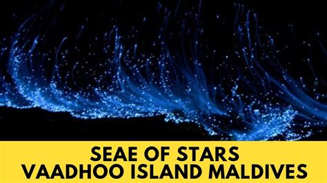 Sea Of Stars Vaadhoo Island Maldives Vaadhoo Island Maldives
