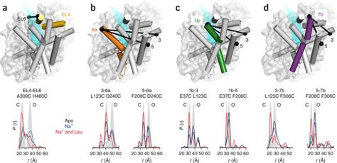Conformational Dynamics Of Ligand Dependent Alternating Access In Leut