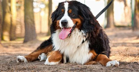Large Dog Breeds Petfinder