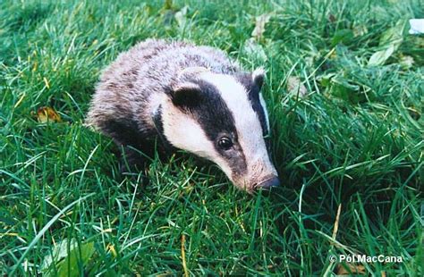 Badgerhabitat