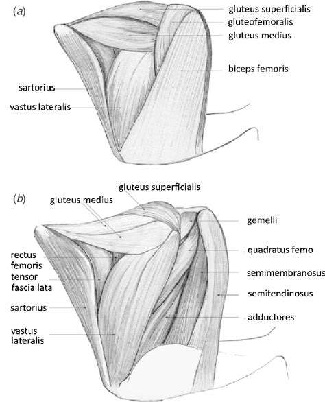 Hip Muscles Diagram Appendicular Muscles Of The Pelvic Girdle And