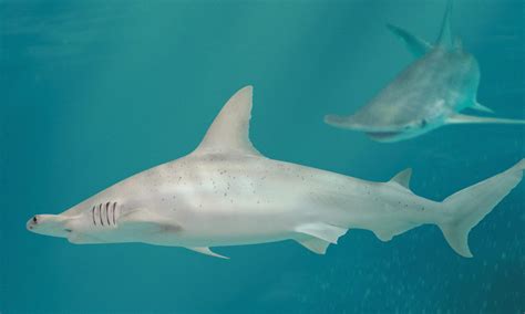 Shark Shallows Bonnethead Groups Header South Carolina Aquarium