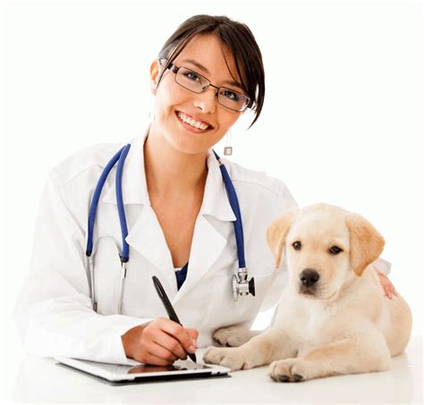 Veterinario Qué Es Historia Funciones Carrera Y Más