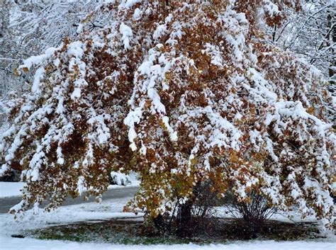 Large Oak Shrub Red Gold Leaves Covered In Fresh Snow Stock Photo