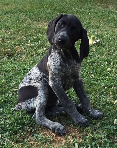 We raise, train, hunt, and breed german shorthaired pointers. Adopt Bryar on | Pointer puppies, German shorthaired ...