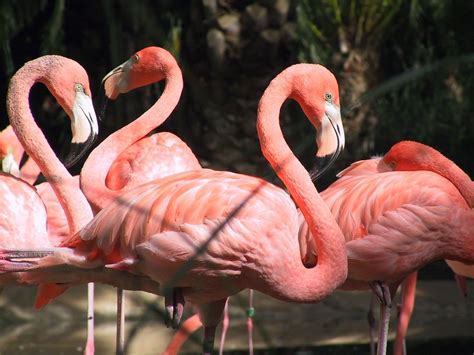 Flamingo Pink Color