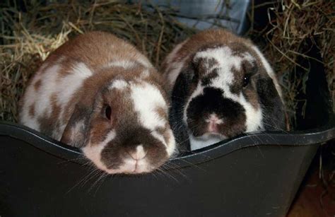 campaign update winter 2020 rabbit welfare association and fund rwaf