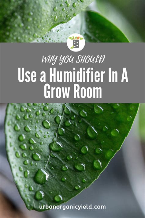 They are also different in shapes and sizes. Best Humidifier For Grow Room & Grow Tent To Keep Plants ...