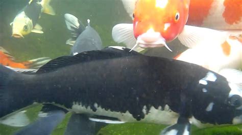 But here's what we are seeing: 2 month baby koi pond n big koi. - YouTube
