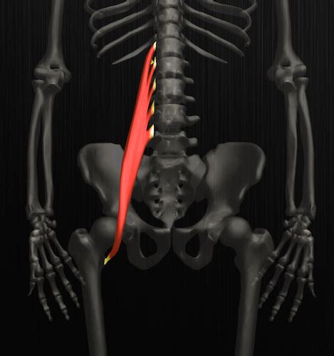 Part of the muscles of the anterior hip group. Your office and lower back pain - TAI Chiropractic