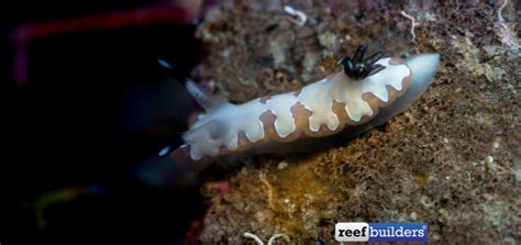 Meet The Tiniest Sea Bunny You Ever Did See Reef Builders The