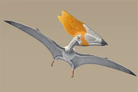 Pterosaurs Flight In The Age Of Dinosaurs Live Science