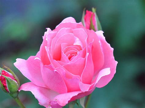 Pink Rose Rose Beautiful Flower Flower Beauty Nature Pink Hd