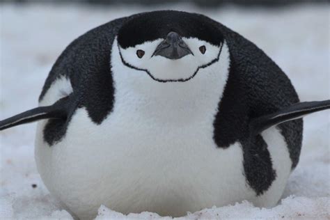 Chinstrap Penguin Aww