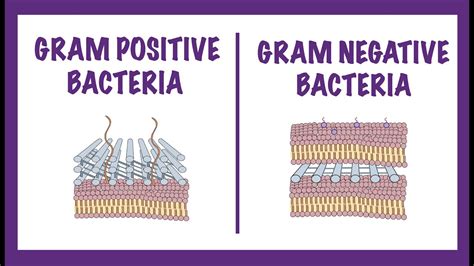 Gram Negative Vs Gram Positive Bacteria Gram Staining Mechanism Youtube