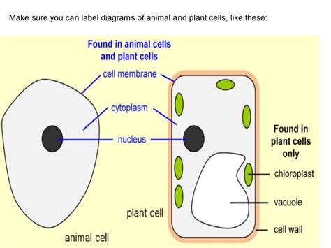 Plant, animal and bacterial cells have smaller components each with a specific function. Important Helpful Biology revision notes--Must See