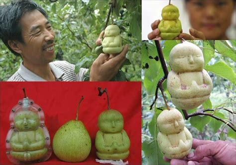 the buddha s face uk amazing buddha shaped pears holy fruit from china
