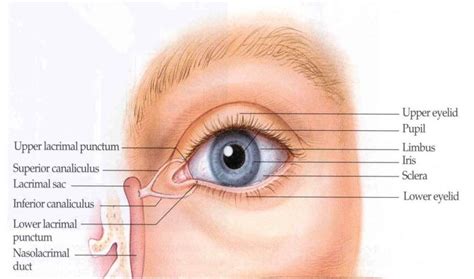 Lacrimal System Punctal Plugs An Stock Eye Images Ubicaciondepersonas Cdmx Gob Mx