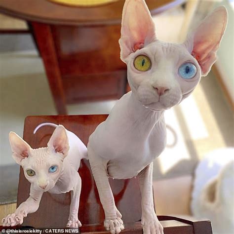 Fascinating Photos Show A Pair Of Sphynx Cats With Rare Different