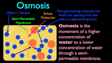 Osmosis.the movement of water molecules through a selectively permeable membrane from a region of high water concentration to low water . FS 002| The Science Behind Brining - Four Part Video ...