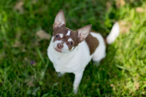 Anjing Chihuahua Foto Gratis Di Pixabay Pixabay