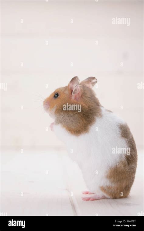 Golden Hamster Standing Stock Photo Alamy