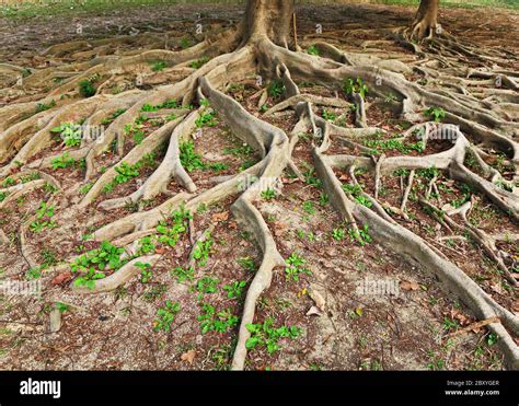 Tree Roots Underground High Resolution Stock Photography And Images Alamy