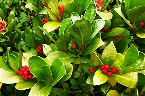 The 30 Best Winter Plants From Winter Flowers To Bedding Plants