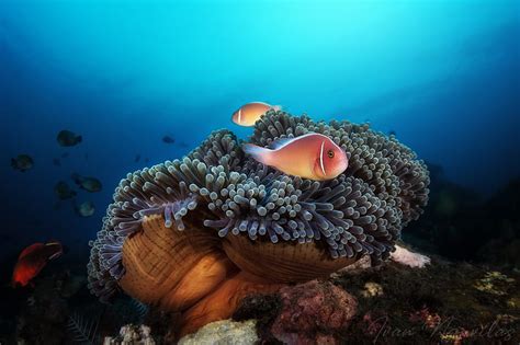 Fishes Fish Sea Anemone Underwater Hd Wallpaper Peakpx