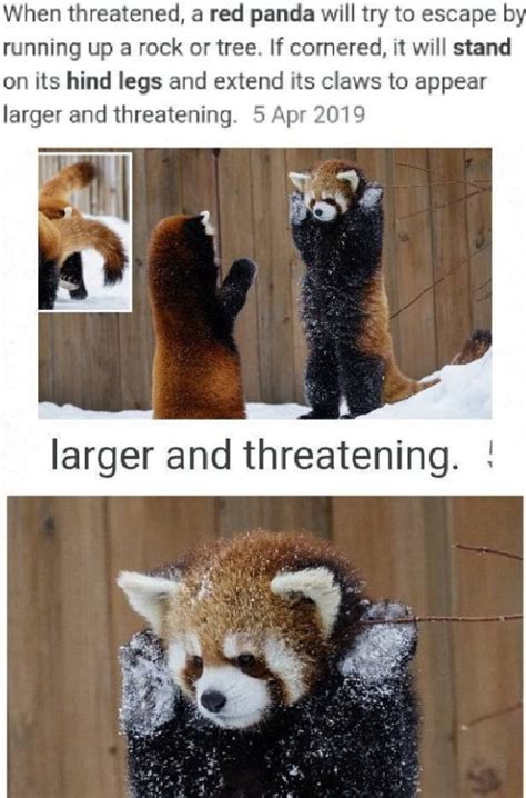 Red Panda Trying To Look Scary 9gag