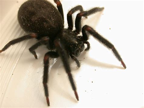 Black House Spider Facts Identification And Pictures