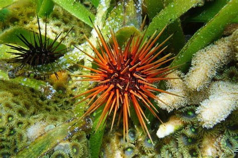Sea Urchin Underwater Reef Urchin Caribbean Stock Photo Image Of