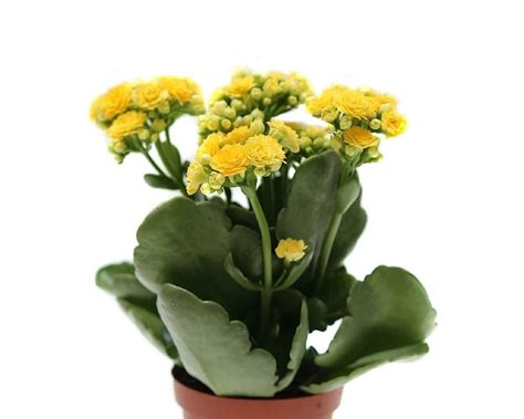 Kalanchoe Yellow For Sale Peppyflora