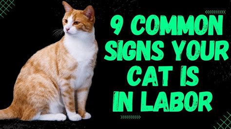 How To Know When Your Cat Is In Labor The Tell Tail Signs Youtube