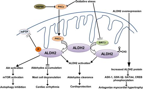 mitochondrial aldehyde dehydrogenase 2 activation and cardioprotection journal of molecular