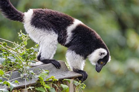 Lemur Animal Profile Glance Hd Wallpaper Peakpx