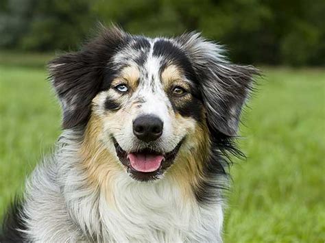 Are Australian Shepherds Good Therapy Dogs